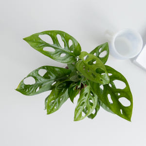 피플랜트 몬스테라 아단소니 하이드로볼 수경재배 수생 식물 키우기 패키지 실사용 후기 | 효과 있을까? - 상품 이미지 4