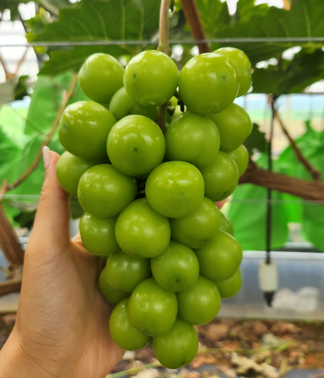 [GAP 인증] 샤인머스켓  3kg, 4kg, 5kg  [농장직영] 이미지 6
