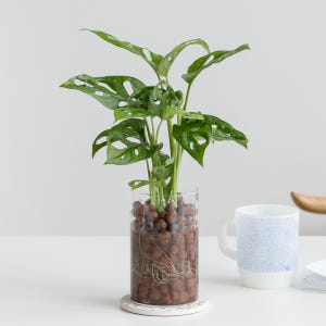 피플랜트 몬스테라 아단소니 하이드로볼 수경재배 수생 식물 키우기 패키지 실사용 후기 | 효과 있을까? - 상품 이미지 1