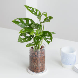 피플랜트 몬스테라 아단소니 하이드로볼 수경재배 수생 식물 키우기 패키지 실사용 후기 | 효과 있을까? - 상품 이미지 2