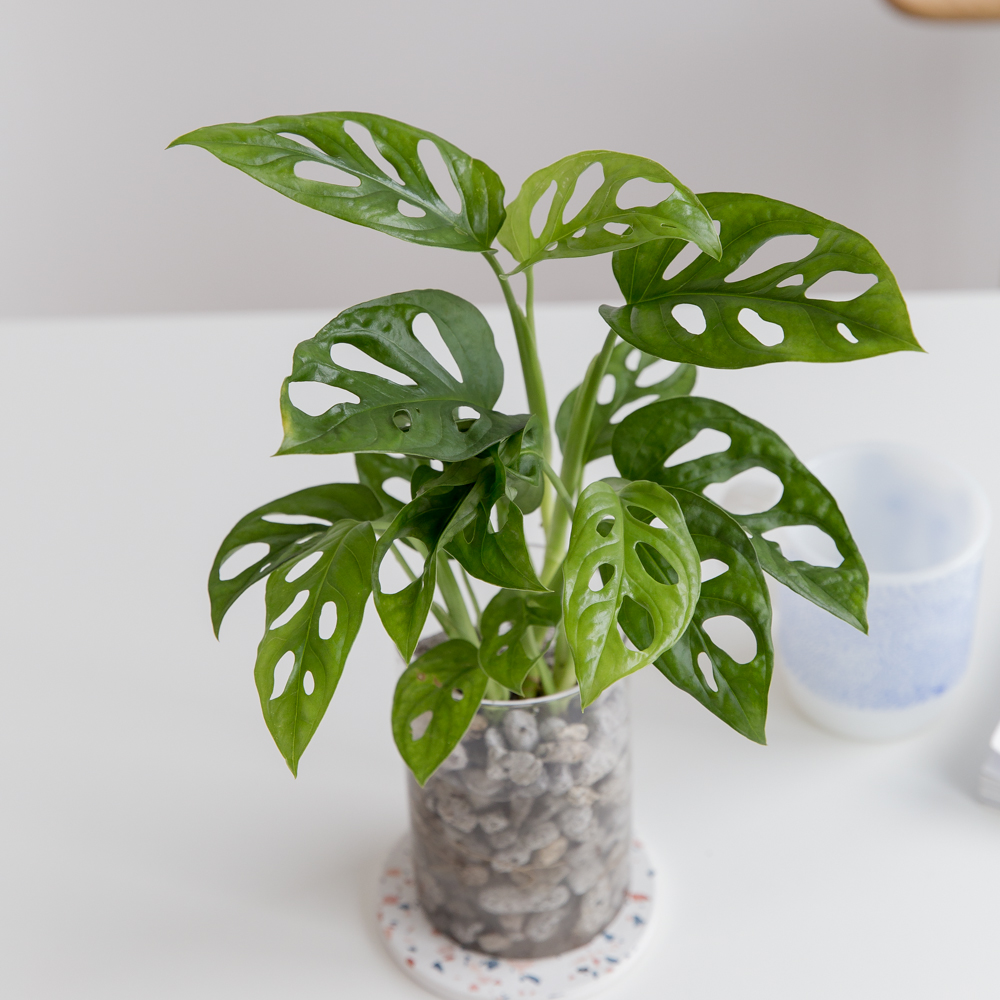 몬스테라 아단소니 펄라이트 수경재배식물 수중 수생 식물 키우기 이미지 3