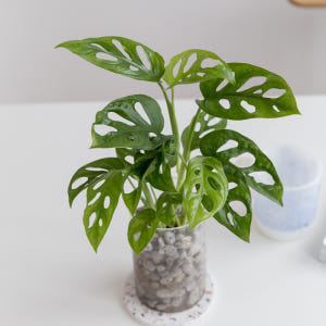 몬스테라 아단소니 펄라이트 수경재배식물 수중 수생 식물 키우기 실사용 후기 | 효과 있을까? - 상품 이미지 3