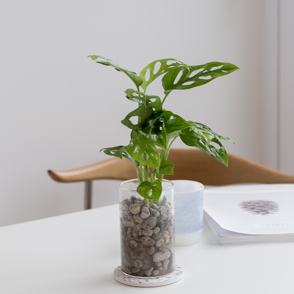 몬스테라 아단소니 펄라이트 수경재배식물 수중 수생 식물 키우기 이미지 4