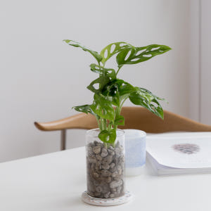 몬스테라 아단소니 펄라이트 수경재배식물 수중 수생 식물 키우기 실사용 후기 | 효과 있을까? - 상품 이미지 4