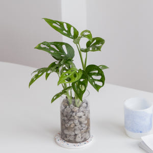 몬스테라 아단소니 펄라이트 수경재배식물 수중 수생 식물 키우기 실사용 후기 | 효과 있을까? - 상품 이미지 2