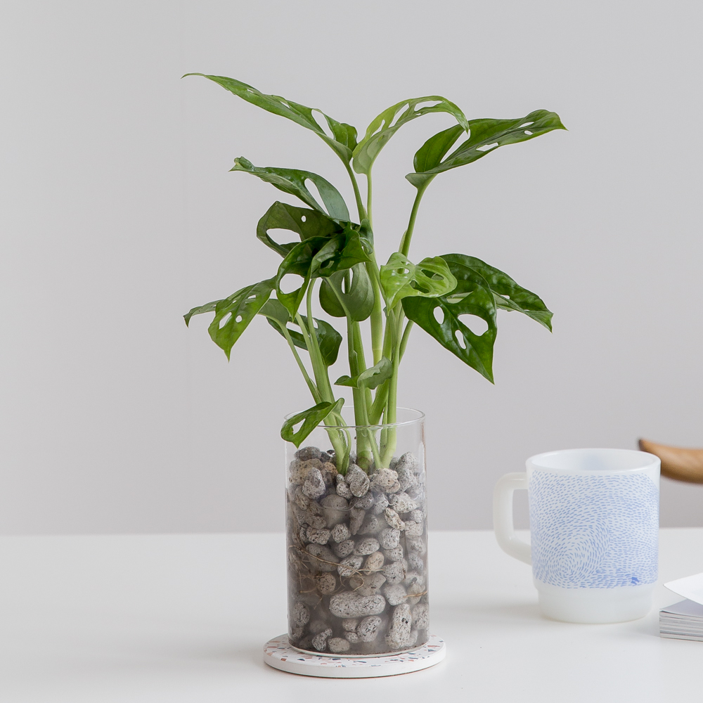 몬스테라 아단소니 펄라이트 수경재배식물 수중 수생 식물 키우기