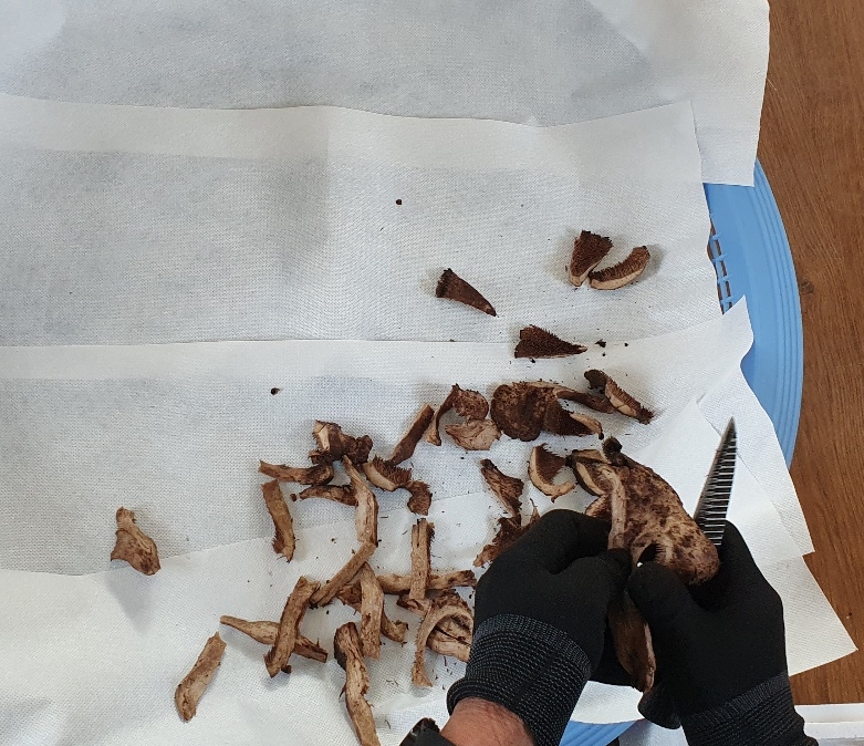 국내산 건능이 국산 말린 건조 능이 버섯 30g 50g 100g - 상세 이미지 4