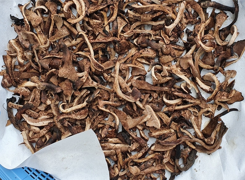 국내산 건능이 국산 말린 건조 능이 버섯 30g 50g 100g - 상세 이미지 3