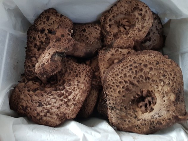 국내산 건능이 국산 말린 건조 능이 버섯 30g 50g 100g 이미지 8