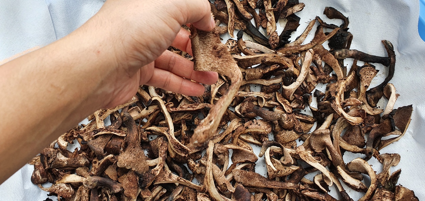국내산 건능이 국산 말린 건조 능이 버섯 30g 50g 100g 이미지 7
