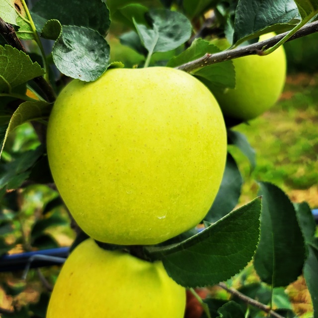 우주농원 시나노골드 경북 봉화 청송 햇 꿀 사과
