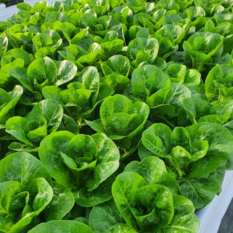 신선마켓 유러피안 샐러드 혼합 1kg 이미지 6