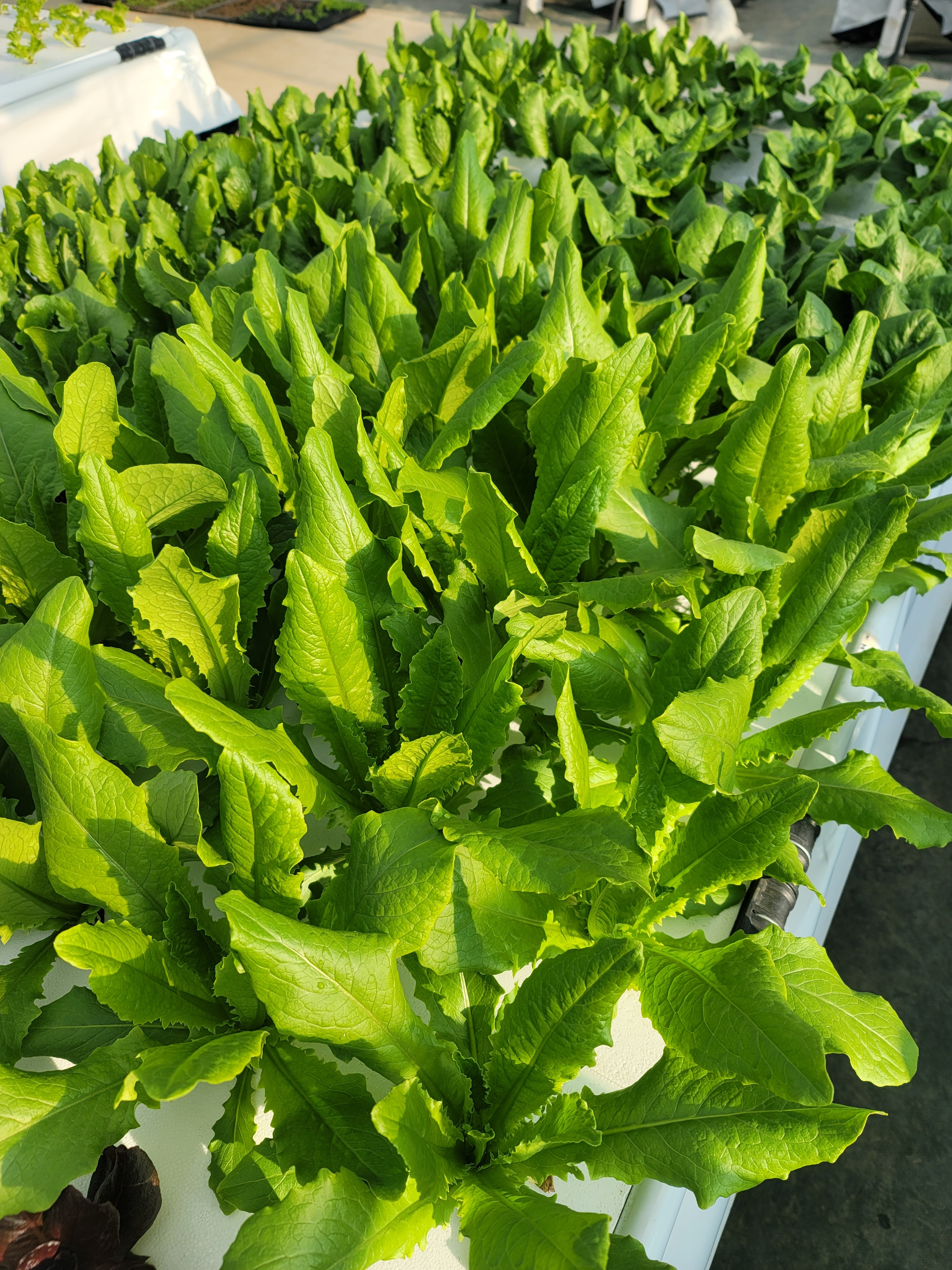 신선마켓 유러피안 샐러드 혼합 1kg - 상세 이미지 4