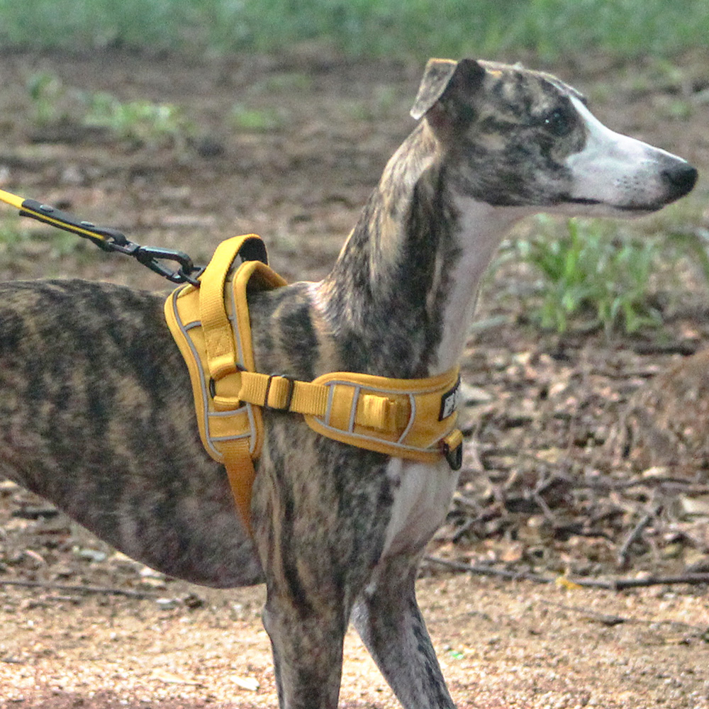 와일드독 이지 강아지하네스 앞섬방지 소형견 대형견 옐로우 XS