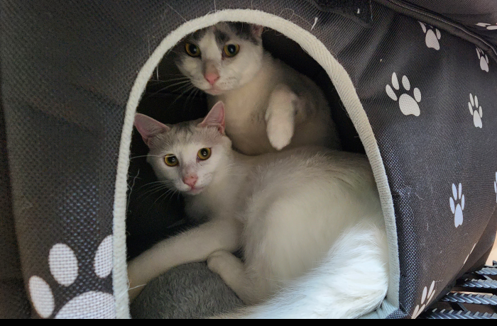 길고양이집 길냥이 급식소 실외 야외 고양이집