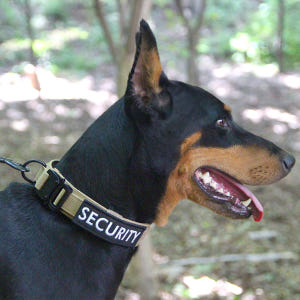 와일드독 메탈칼라 강아지목줄 중형견 대형견 탄브라운 M 솔직 후기 | 실제 사용자 리뷰 총정리 - 상품 이미지 1