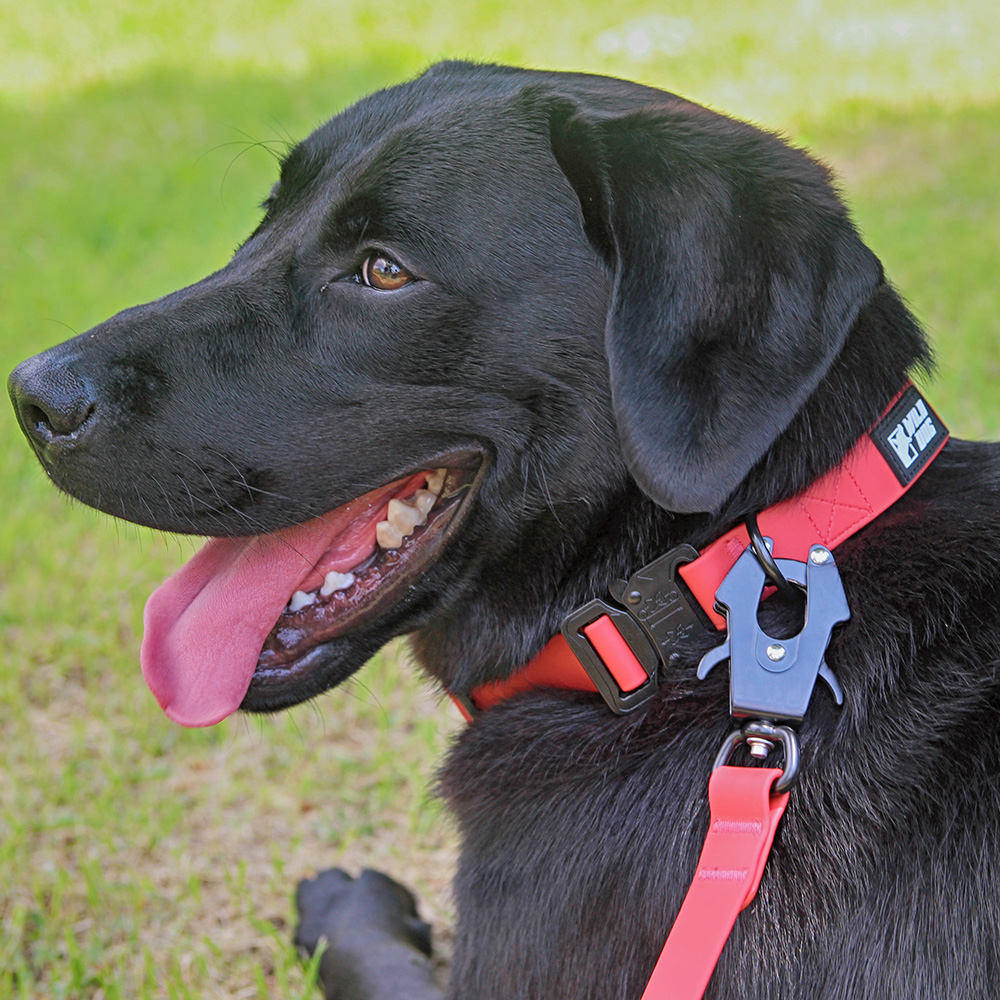 와일드독 워터프루프 메탈칼라 강아지방수목줄 중형견 대형견 레드 M 제품 이미지