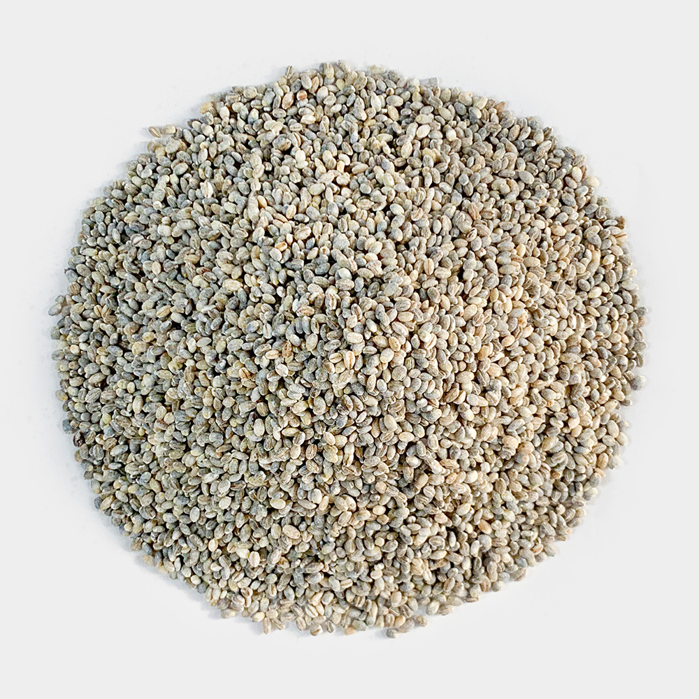 국산 녹색보리 청보리 청맥 1kg - 상세 이미지 3