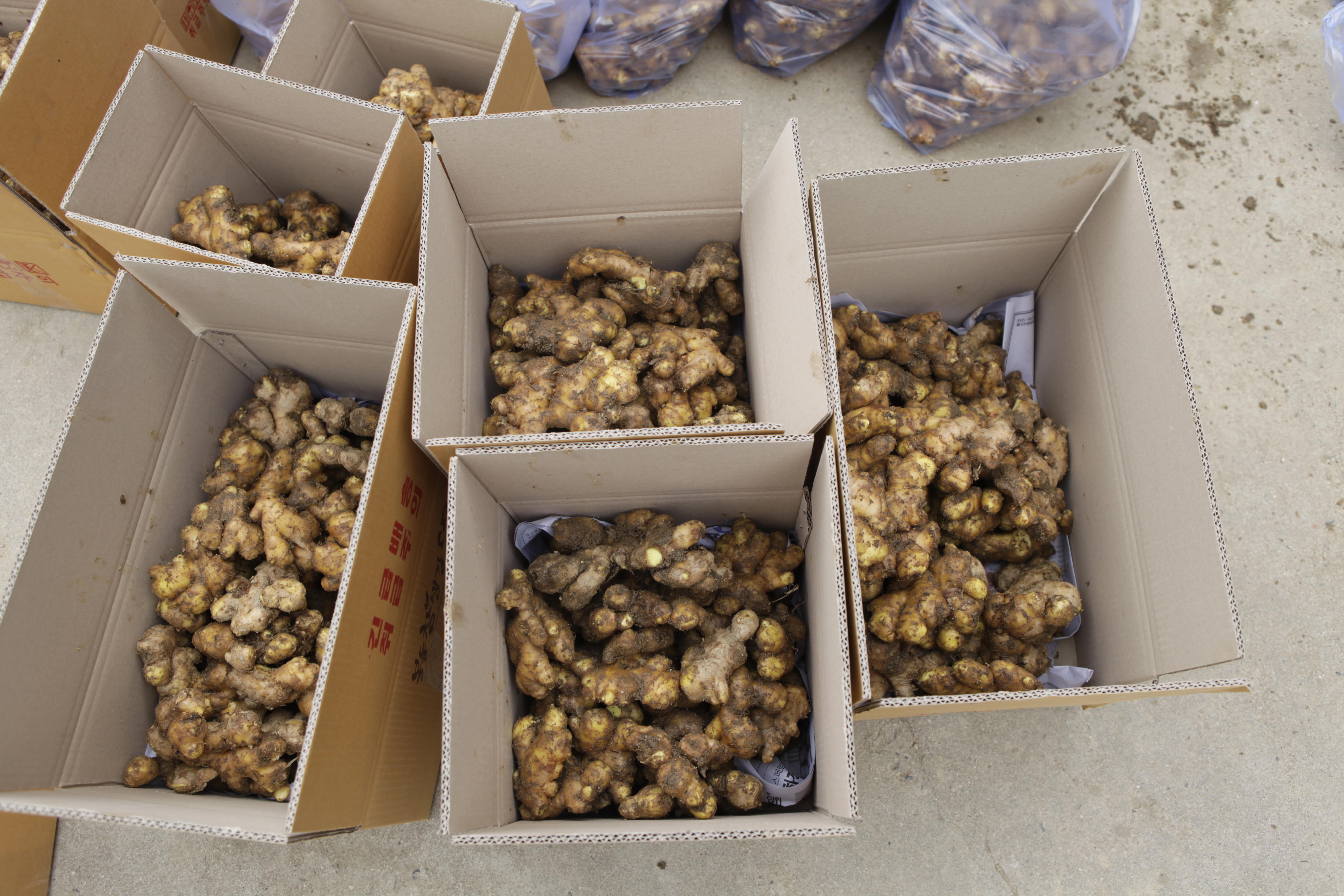 국산 토종 흙 생강 햇생강 2kg, 1개 - 상세 이미지 4