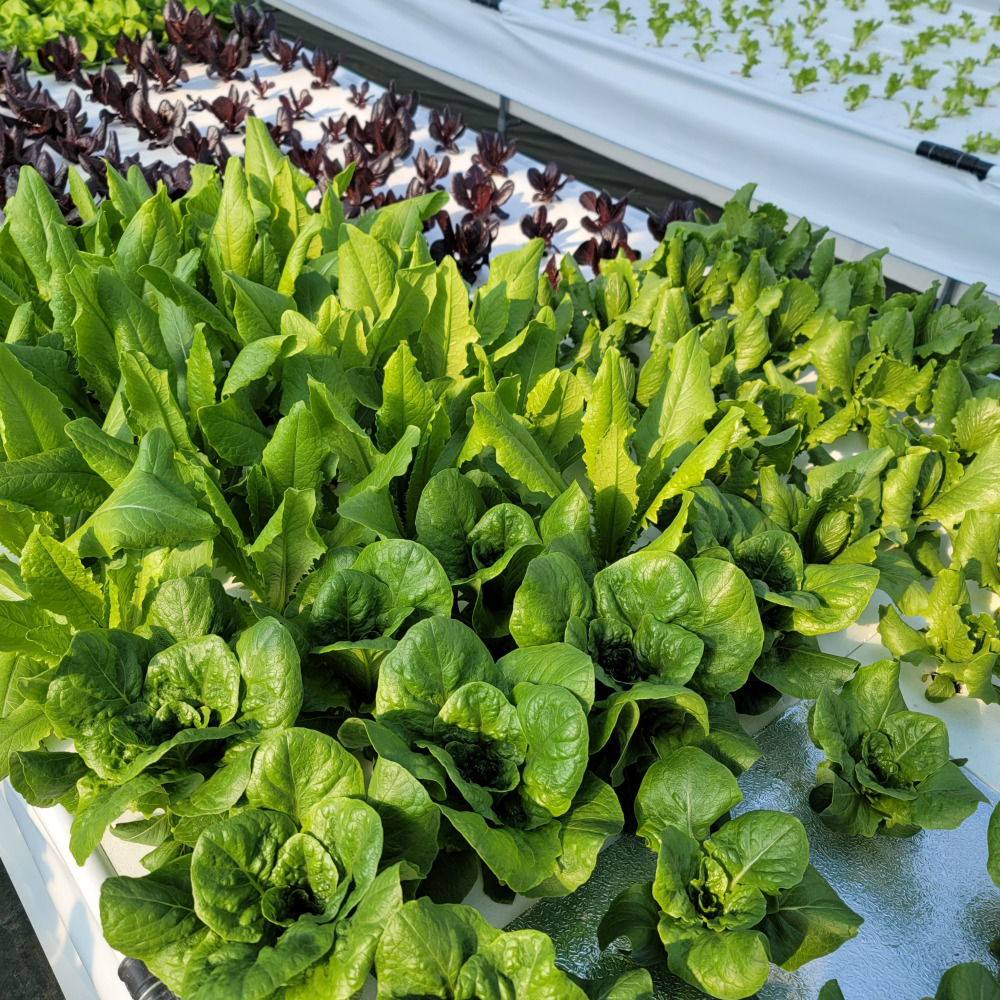 유럽샐러드채소 유럽채소 1kg 무농약 - 상세 이미지 3