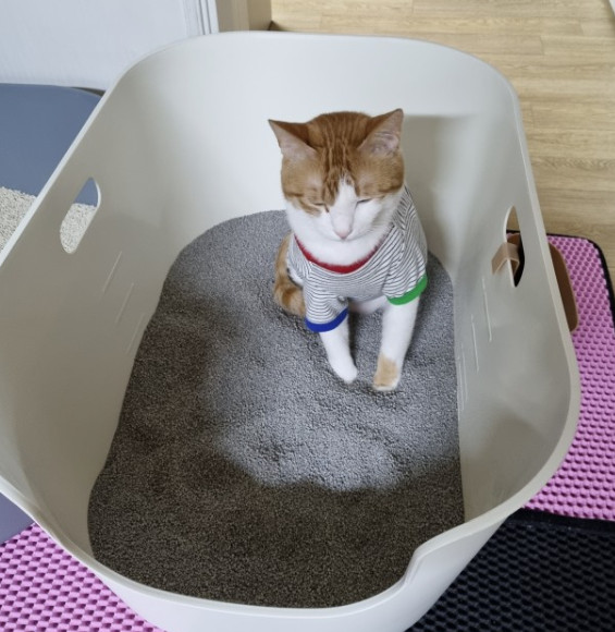 모찌네모래 고양이모래 벤토나이트