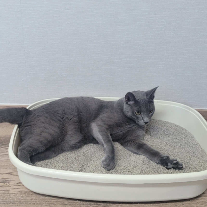 모찌네모래 고양이모래 벤토나이트