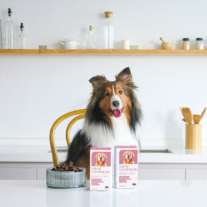 프롬더셀 강아지 노견전용 관절, 백내장, 피부, 항산화, 치매 종합영양제... 솔직 후기 | 실제 사용자 리뷰 총정리 - 상품 이미지 2