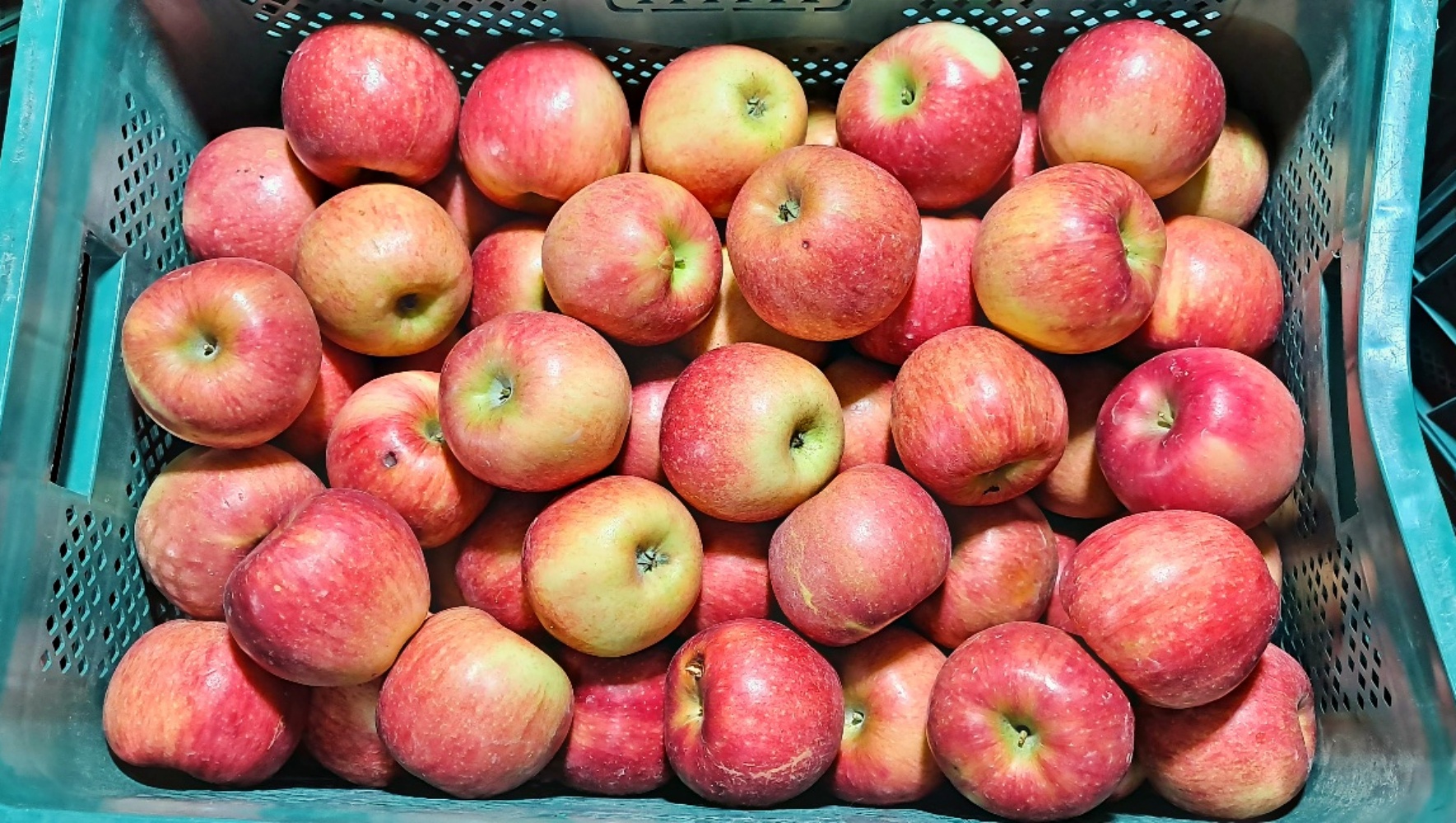 못난이 부사 감홍사과 2kg 3kg 5kg 가정용 흠과 꼬꼬마 한입 꼬마 소과 중과 대과 - 상세 이미지 2