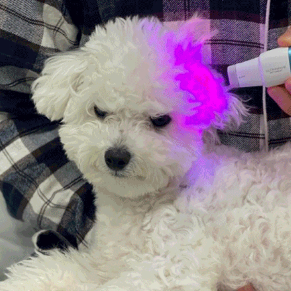 강아지 고양이 귓병 피부병 치료기 LED파장의료기기 귀청소 외이염 중이염 귀염증 귀세정제 - 상품 이미지