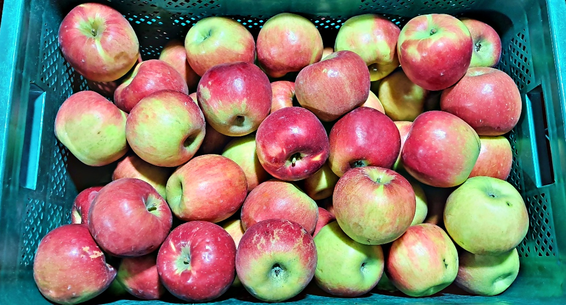 못난이 부사 감홍사과 2kg 3kg 5kg 가정용 흠과 꼬꼬마 한입 꼬마 소과 중과 대과 - 상세 이미지 3