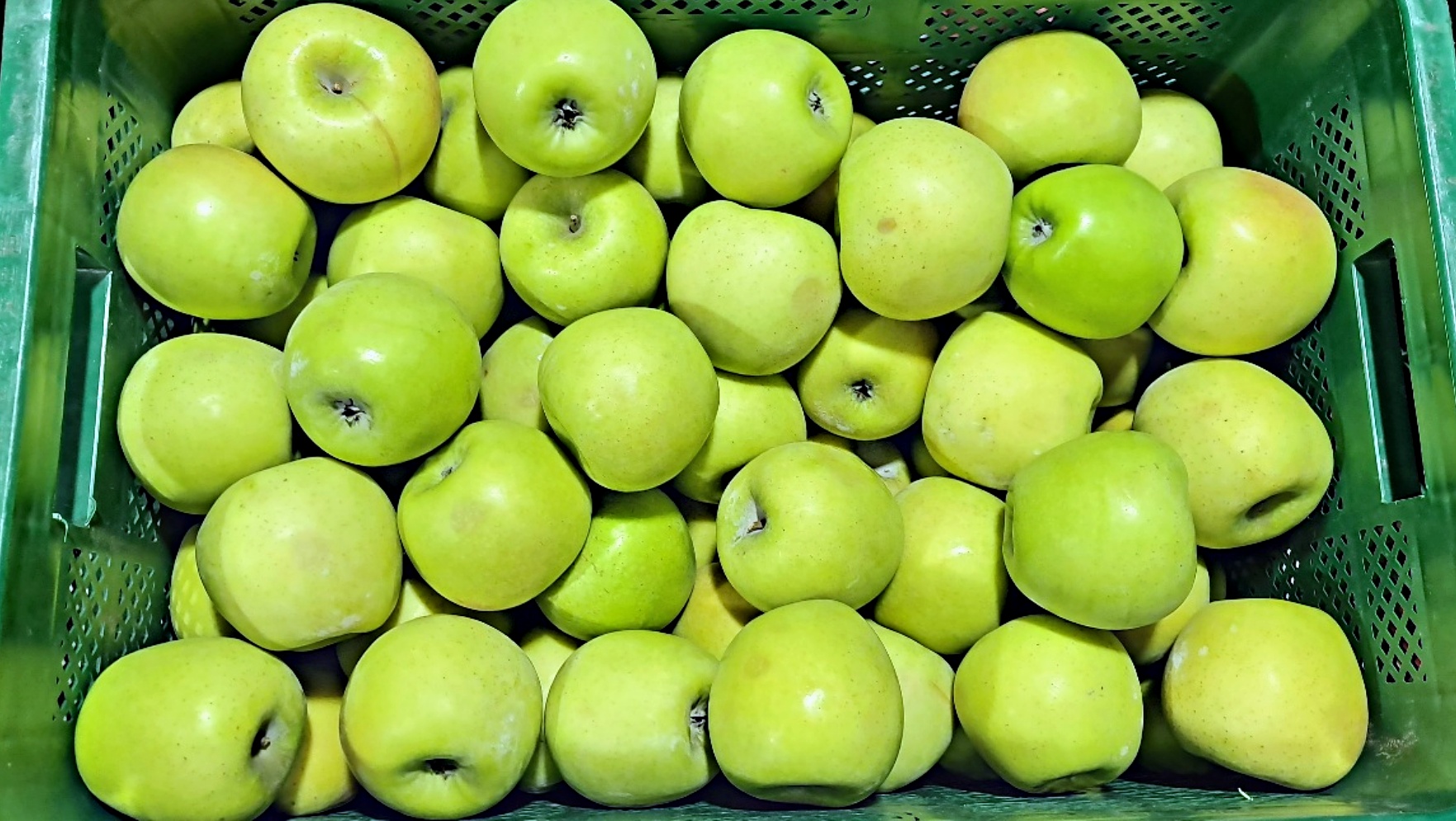 못난이 부사 감홍사과 2kg 3kg 5kg 가정용 흠과 꼬꼬마 한입 꼬마 소과 중과 대과 - 상세 이미지 4