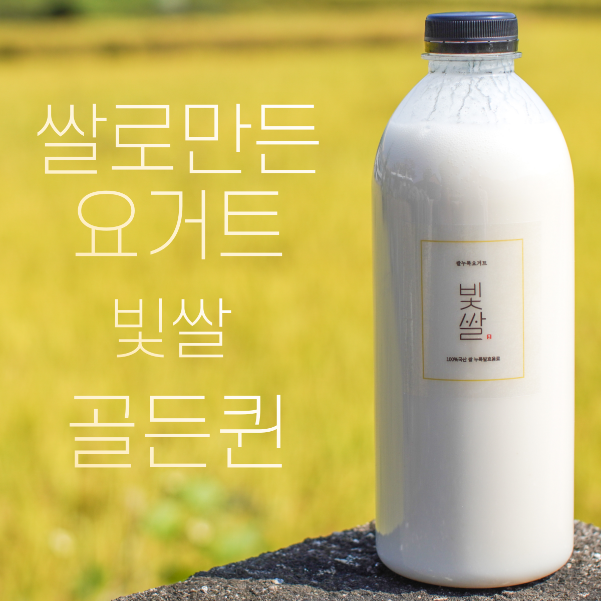 빛쌀 식물성 유산균음료 플레인 참드림 골든퀸 3호 쌀 품종별 맛보기세트 - 상세 이미지 2