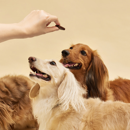 광동 견옥고 활 강아지 관절 슬개골 강화 도움 30개입, 1개