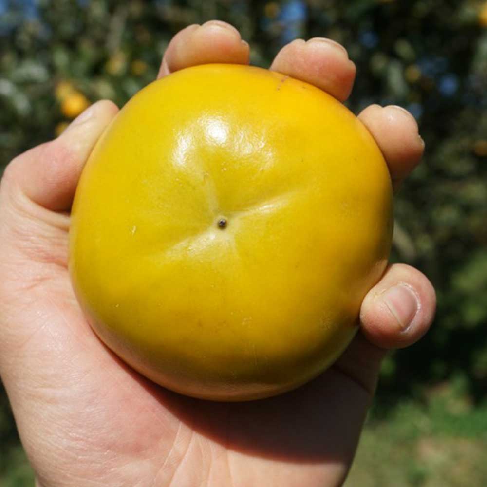 25년 제철 햇 태추 단감 1kg 2kg 4kg중소과 중대과 - 상세 이미지 3