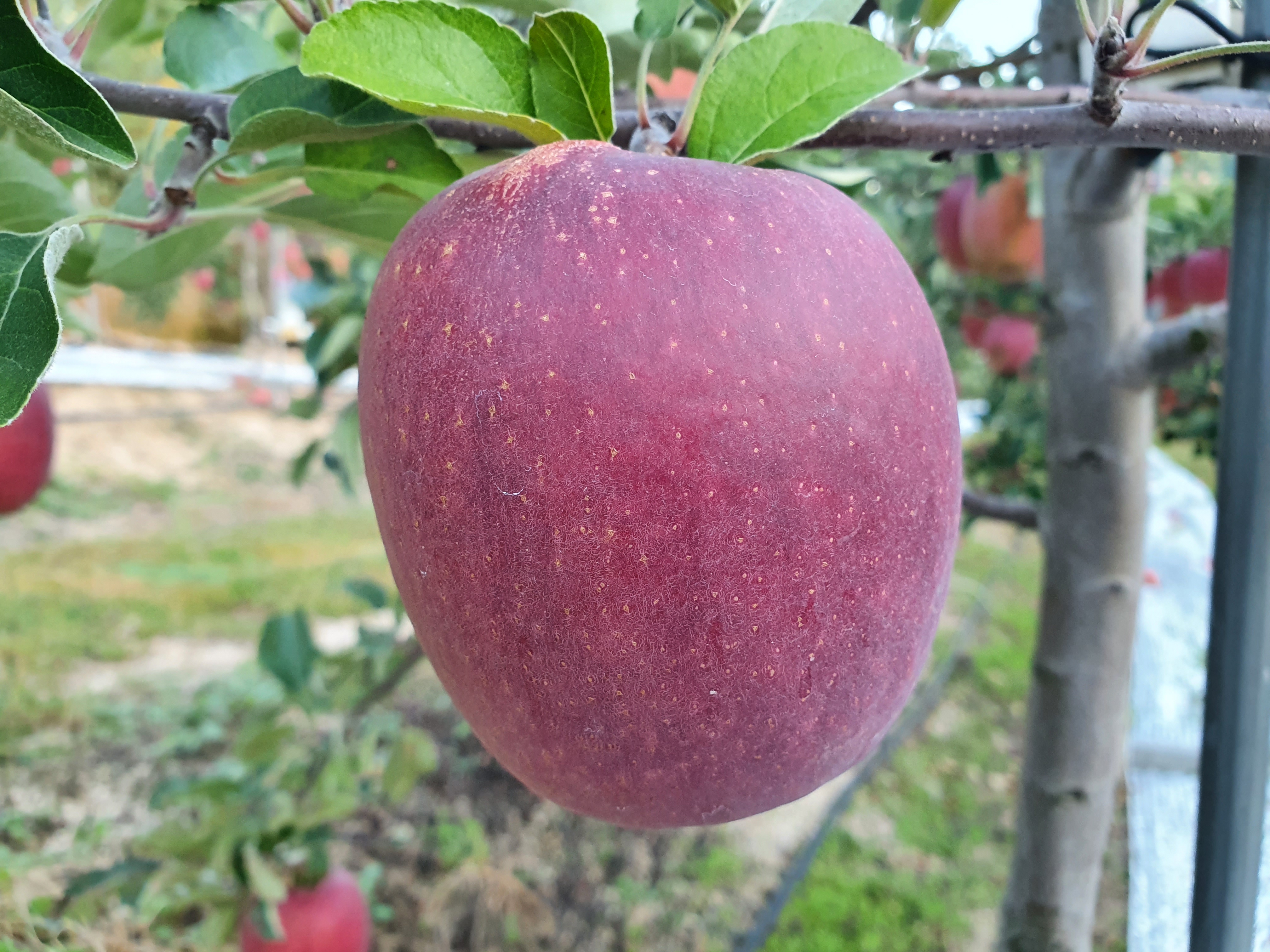 25년 햇 감홍 사과 5kg 3kg 경북 문경 명품 꿀사과 유명한곳 선물 세트 - 상세 이미지 3