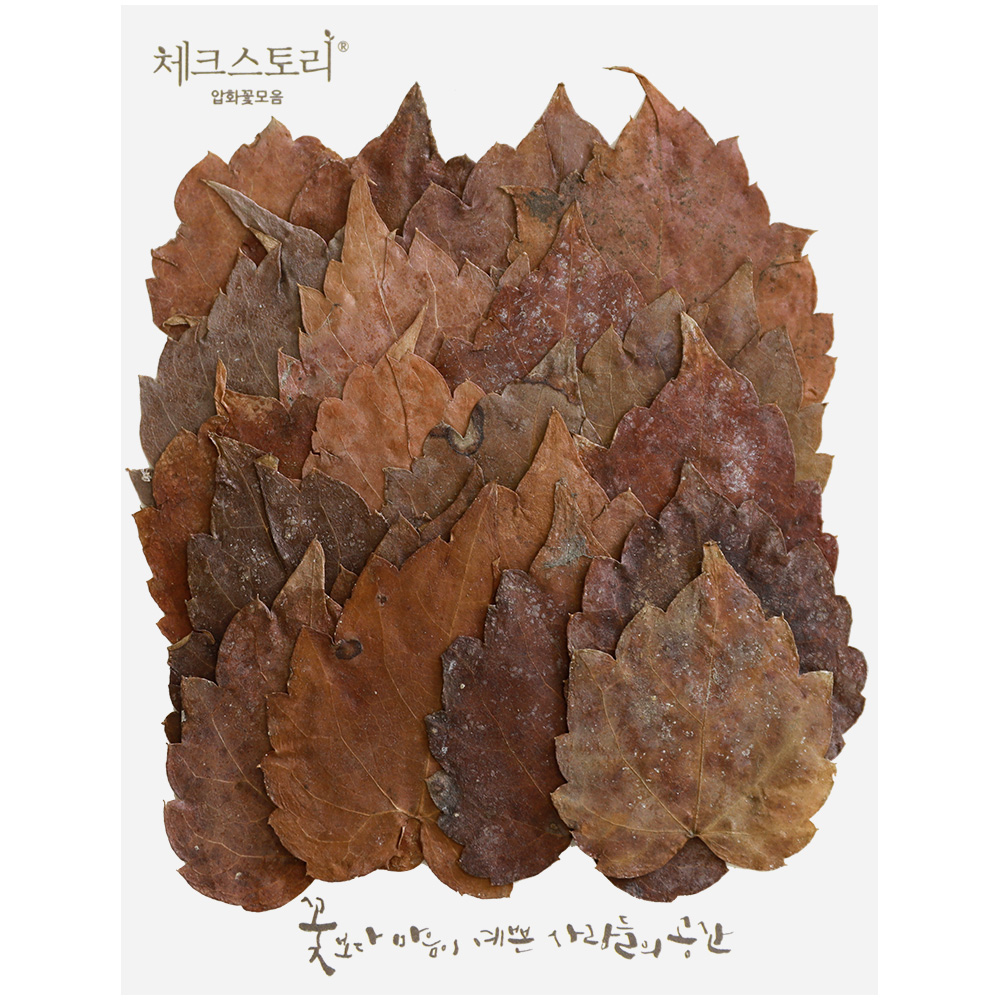 압화 가을 압화꽃모음 코스모스 단풍 해바라기 옐로우(염색) 이미지 6