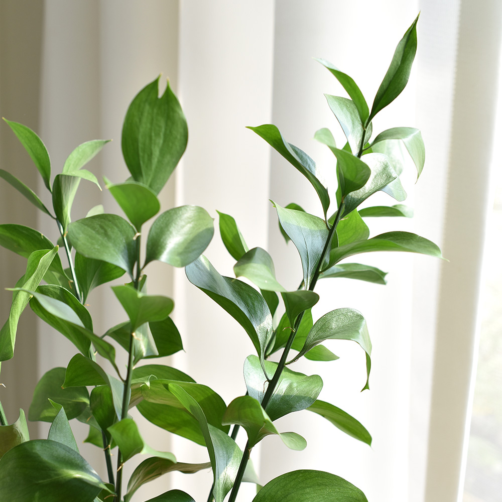 필플랜트 물에서 키우기 쉬운 생화 루스커스 수경재배식물 수생식물 5P 이미지 2