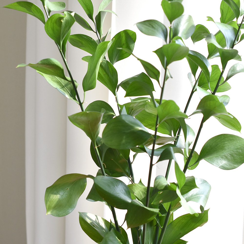 필플랜트 물에서 키우기 쉬운 생화 루스커스 수경재배식물 수생식물 5P 이미지 4