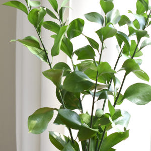 필플랜트 물에서 키우기 쉬운 생화 루스커스 수경재배식물 수생식물 5P 실사용 후기 | 효과 있을까? - 상품 이미지 4