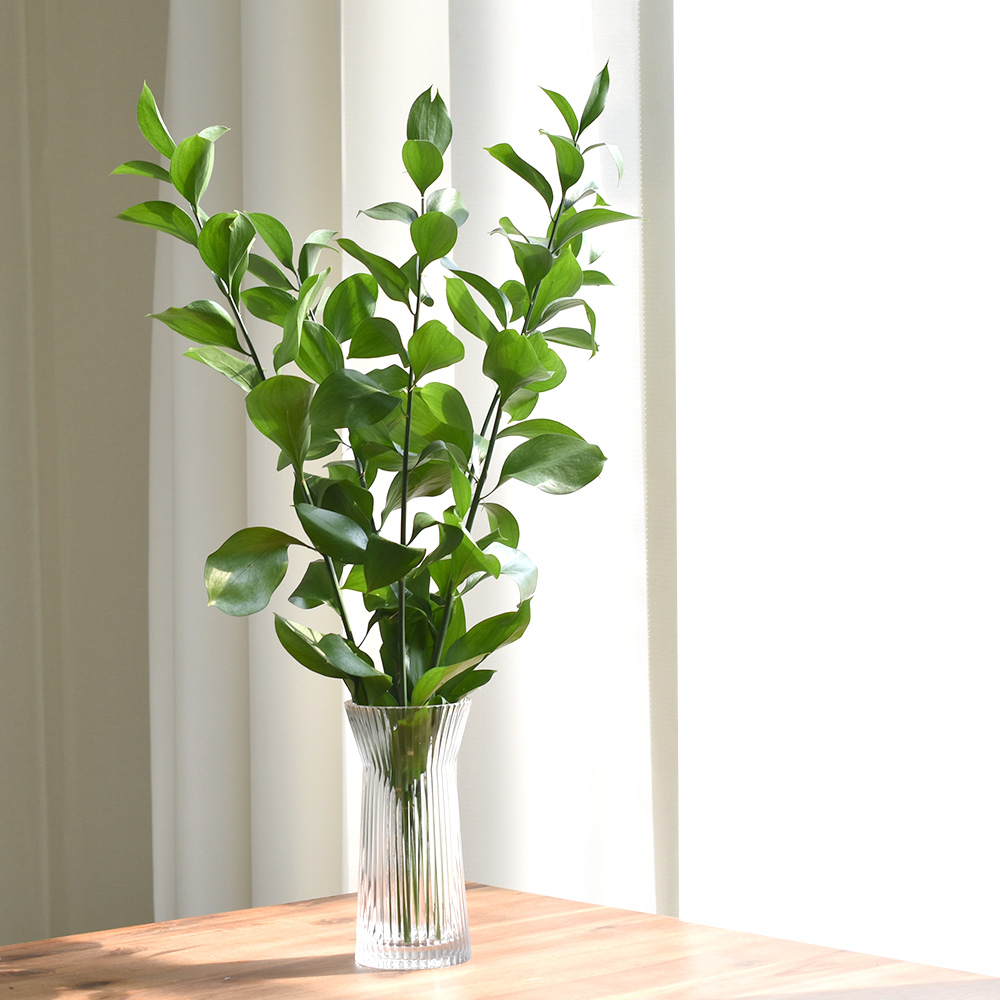 필플랜트 물에서 키우기 쉬운 생화 루스커스 수경재배식물 수생식물 5P 실사용 후기 | 효과 있을까? - 대표 이미지