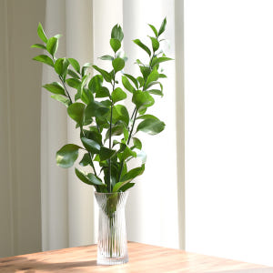 필플랜트 물에서 키우기 쉬운 생화 루스커스 수경재배식물 수생식물 5P 실사용 후기 | 효과 있을까? - 상품 이미지 1