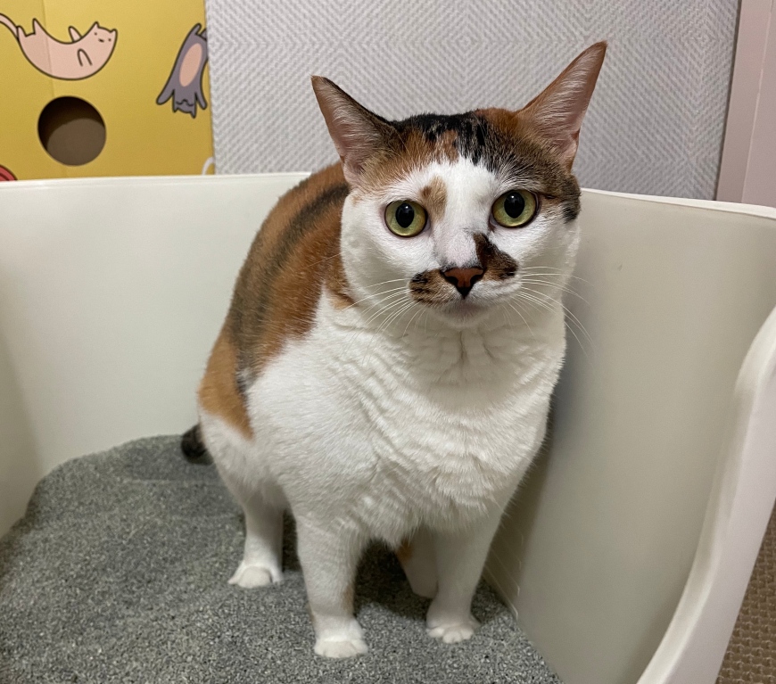 모찌네모래 무향 프리미엄 벤토나이트 캣픽샌드 고양이모래 12.6kg - 상세 이미지 4