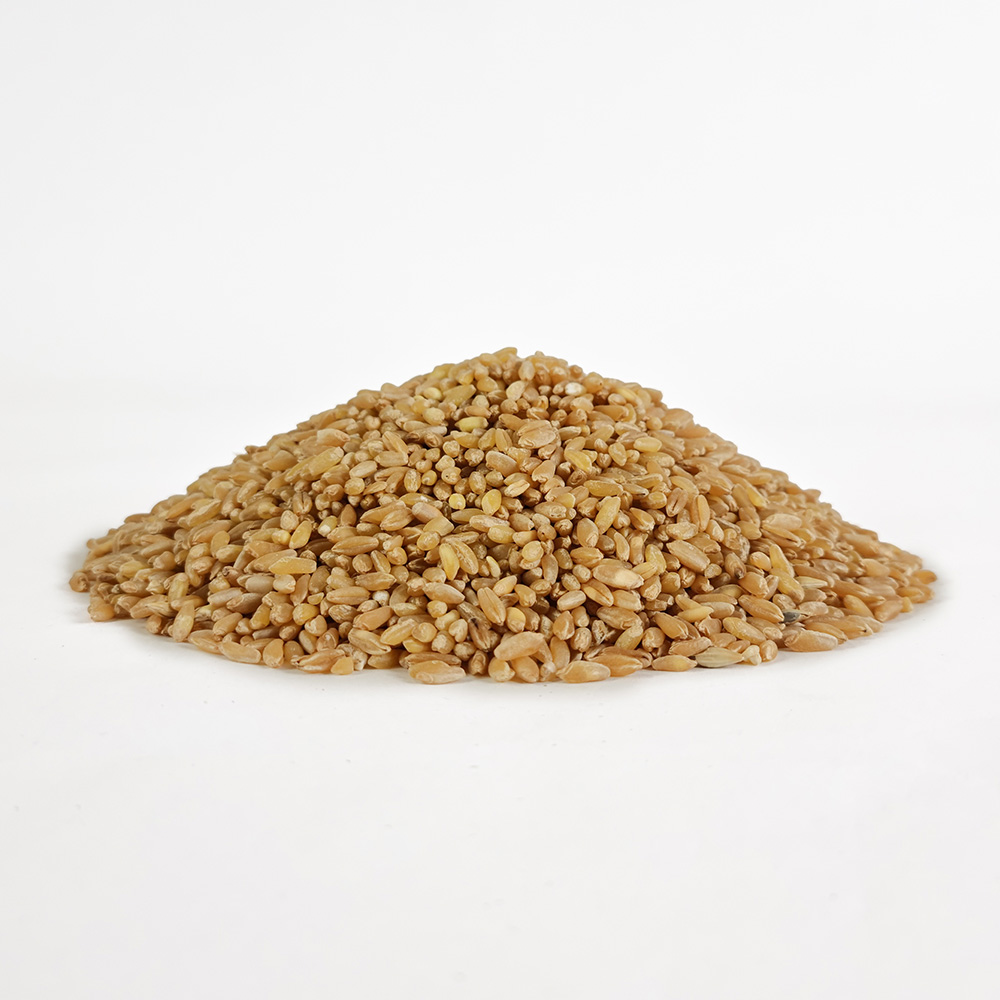 호라산밀 고대밀 고대작물 1kg - 상세 이미지 2
