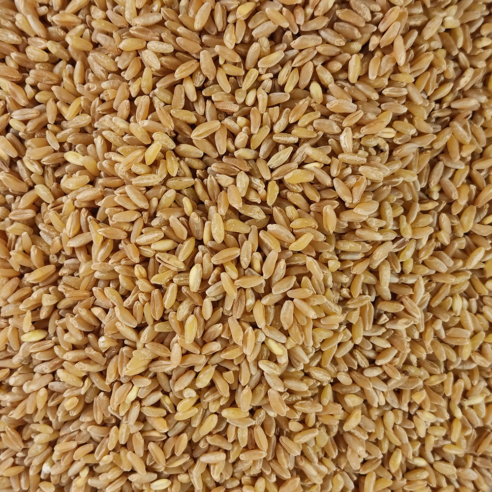 호라산밀 고대밀 고대작물 1kg - 상세 이미지 4
