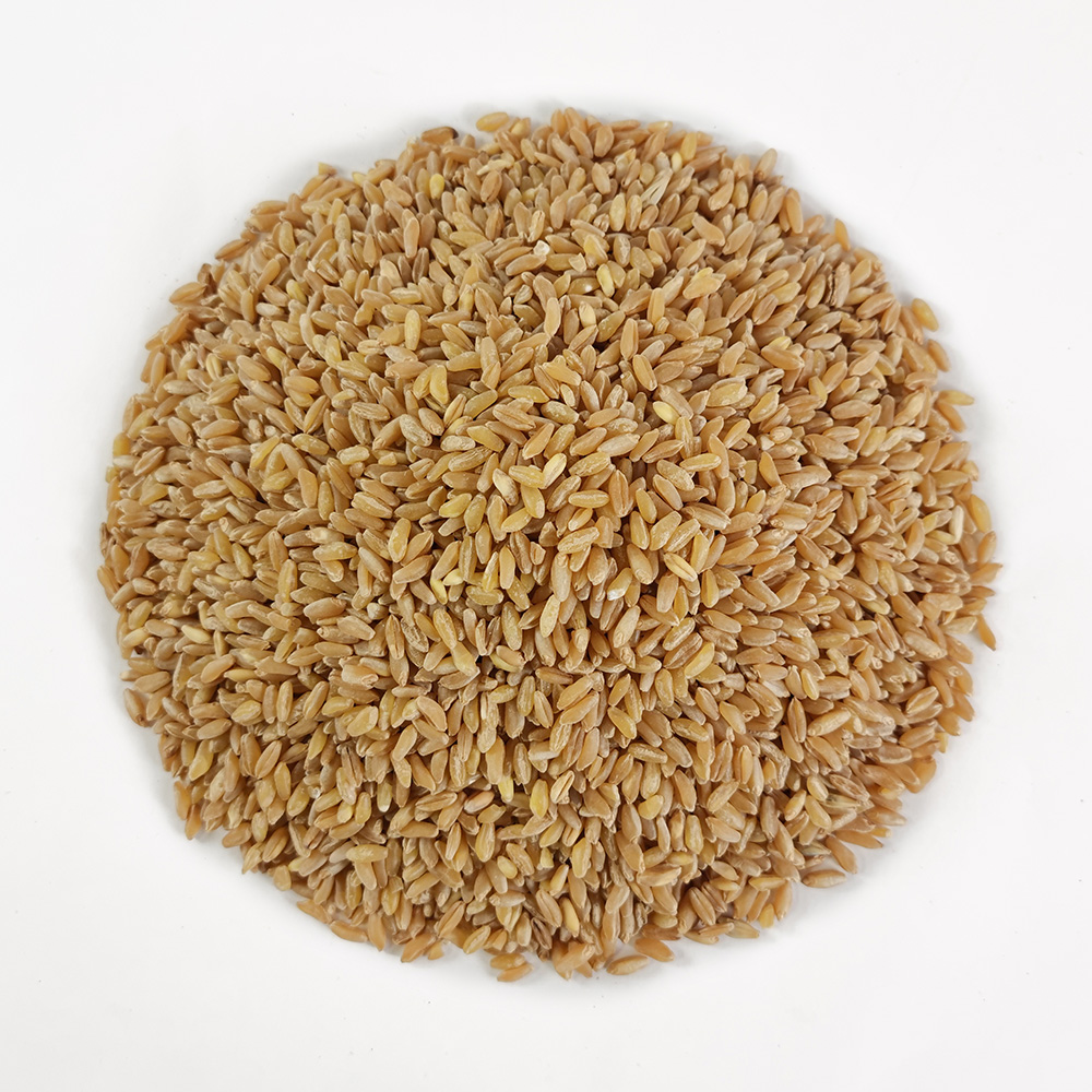 호라산밀 고대밀 고대작물 1kg - 상세 이미지 3