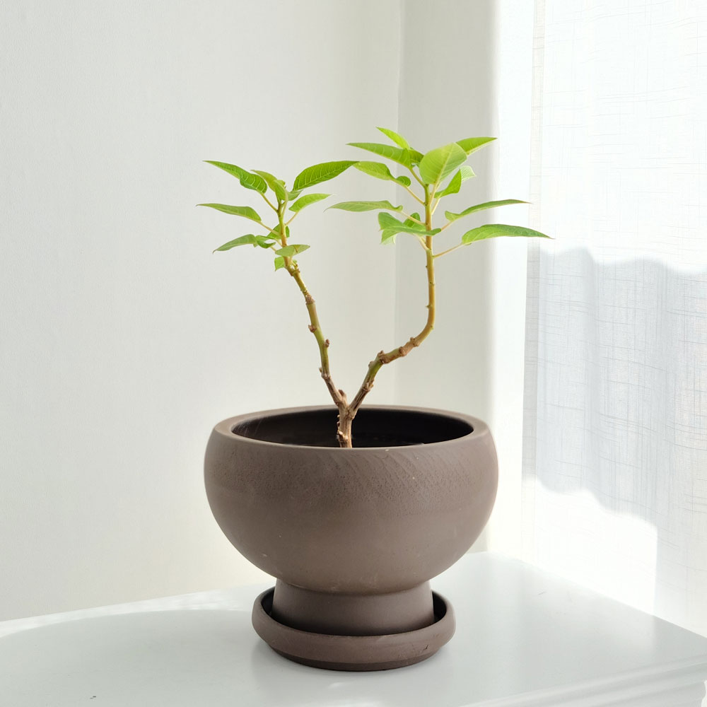 베하몰 테라원 초코 콤포트 트로피 D19x14cm (받침셋트) - 메인 이미지