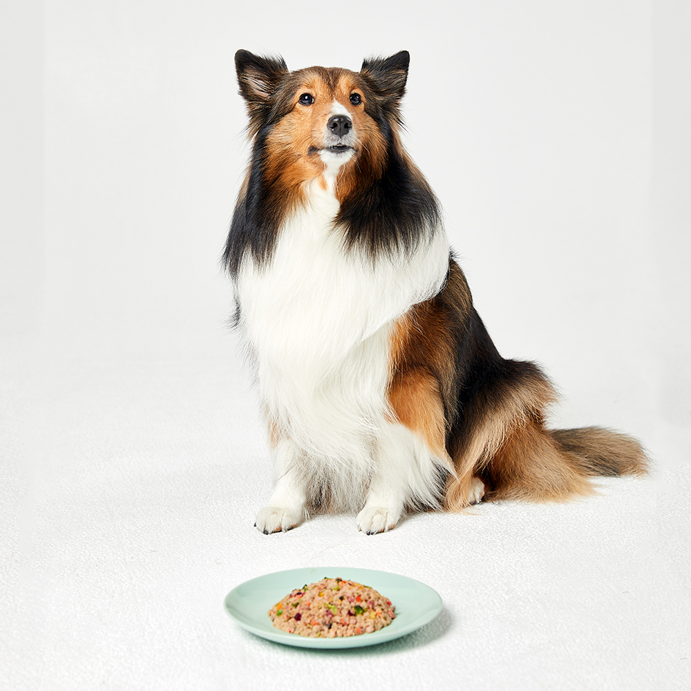 강아지화식 소 닭 돼지 오리 캥거루 50g x 20팩 1Kg