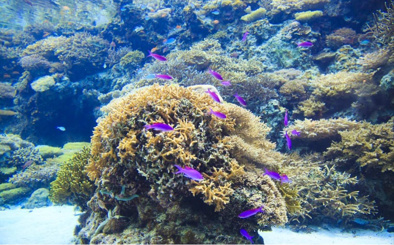 일본 오키나와 | 츄라우미 수족관 Okinawa Churaumi Aquarium 입장권 - 상세 이미지 5