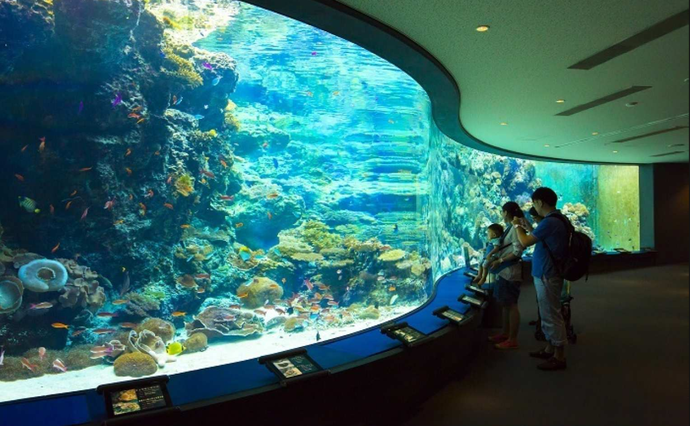일본 오키나와 | 츄라우미 수족관 Okinawa Churaumi Aquarium 입장권 - 상세 이미지 4
