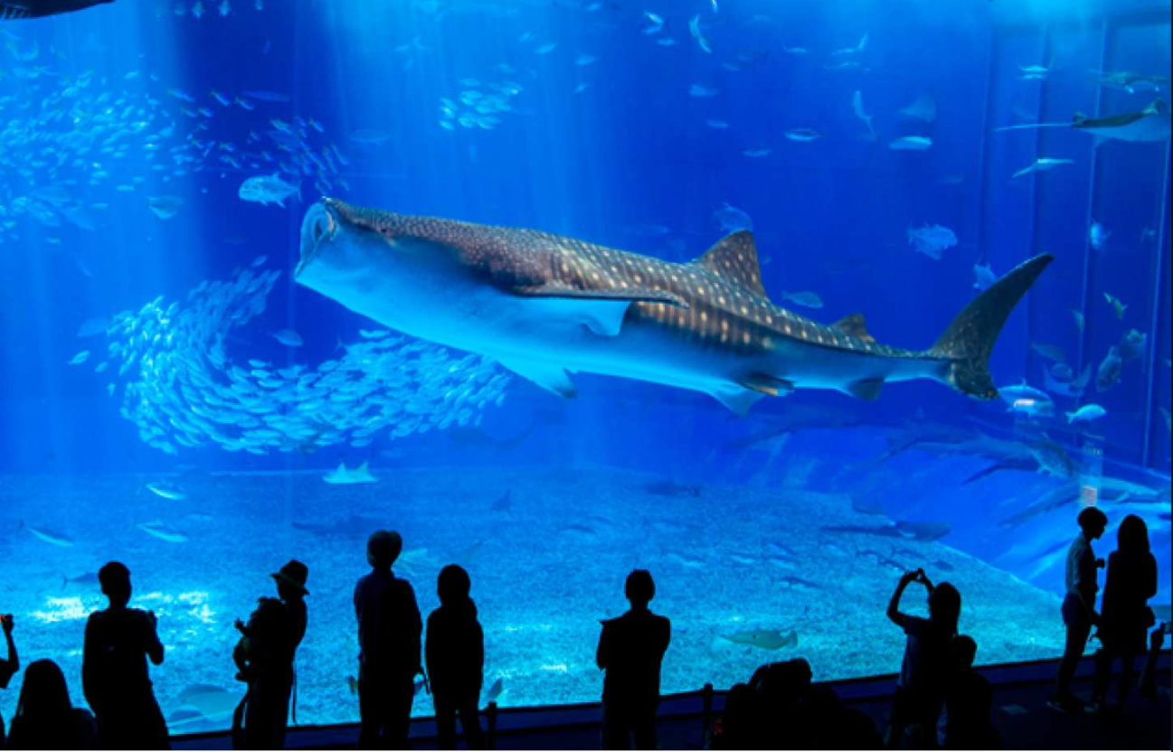 일본 오키나와 | 츄라우미 수족관 Okinawa Churaumi Aquarium 입장권 - 메인 이미지